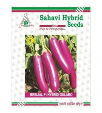 Brinjal Gulabo 10 grams